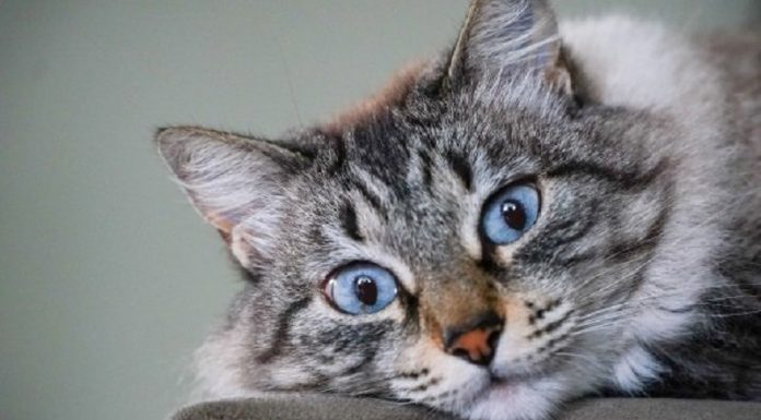 Um gato de olhos azuis e pêlo branco com cinza está deitado com os olhos arregalados para a fotos. Os animais domésticos de Santa Catarina agora fazem parte de uma lei de controle populacional.