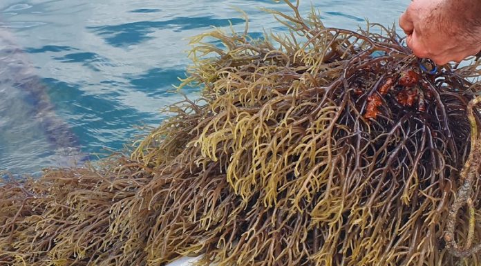 Cultivo de macroalga na baía sul de Florianópolis é liberado