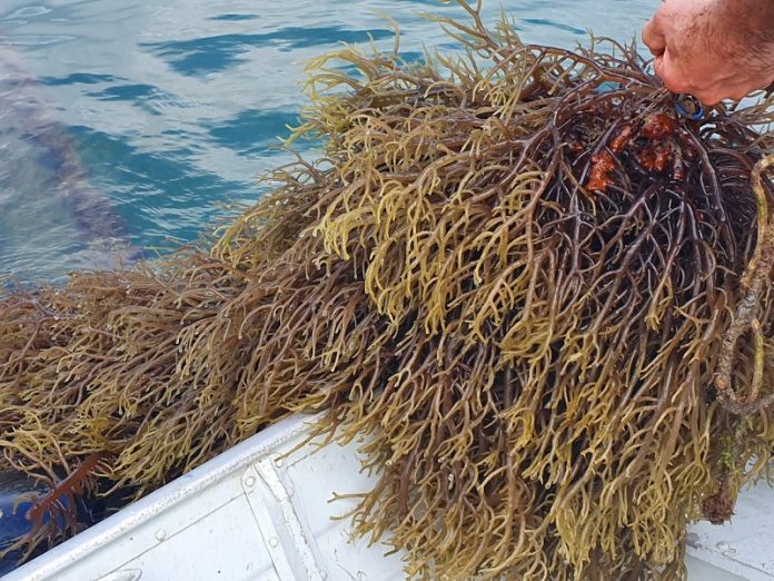 Cultivo de macroalga na baía sul de Florianópolis é liberado