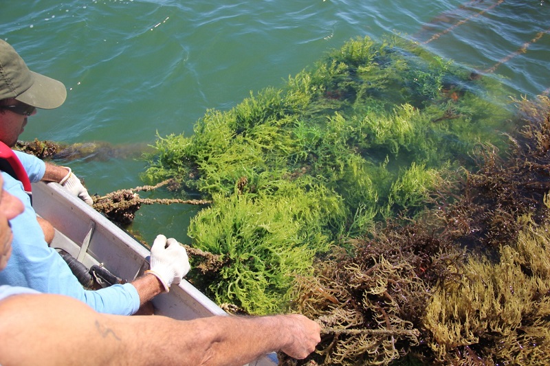 No Brasil, os plantios e replantios da macroalga são realizados com pequenos ramos retirados do vegetal. Os ramos rebrotam e crescem em ciclos que variam de 30 a 60 dias