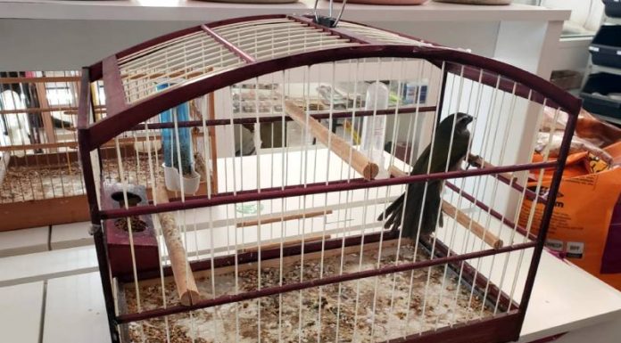 pássaro dentro de gaiola - pf prende dono de agropecuária por venda de fauna nativa