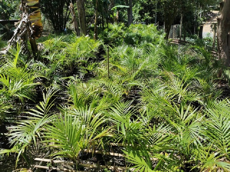 Mudas verdes com folhas compridas da palmeira Juçara que produz açaí, em propriedade com sistema de agrofloresta em São Pedro de Alcântara, em Santa Catarina (SC)