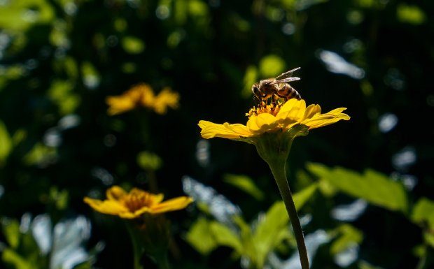 Primavera será de pouca chuva no Oeste de Santa Catarina