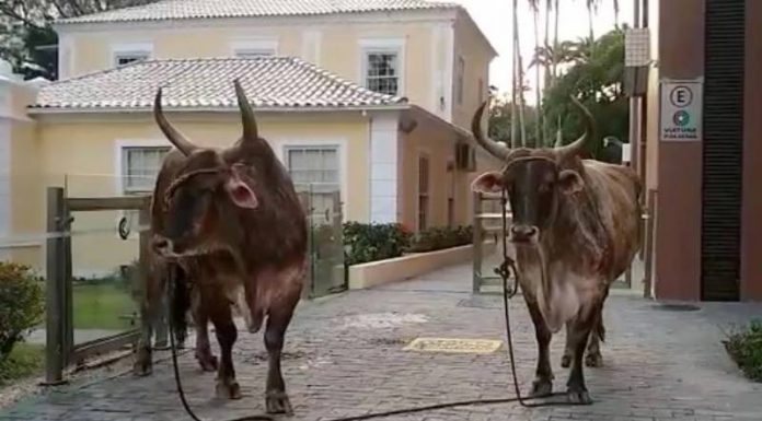 Homem furta bois no Norte da ilha e tenta levá-los a pé para Palhoça