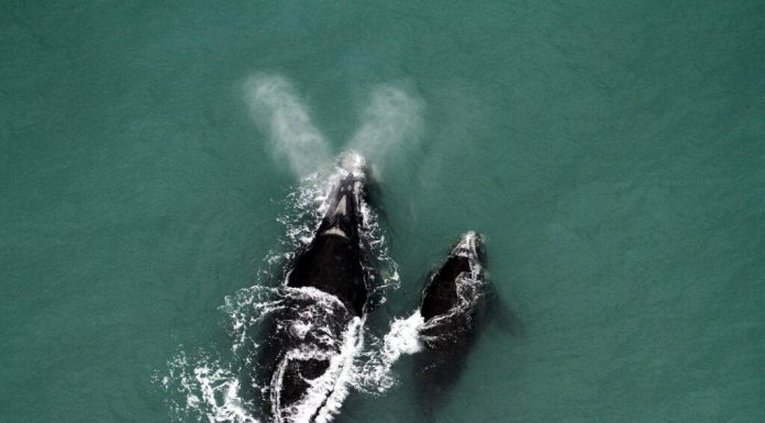 baleia-fraca com filhote vista do alto - Mortes de baleias no Brasil se aproximam da cota de captura do Japão