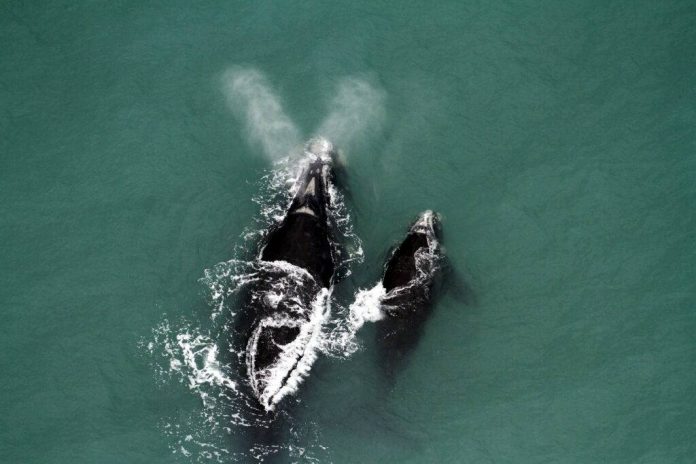 baleia-fraca com filhote vista do alto - Mortes de baleias no Brasil se aproximam da cota de captura do Japão