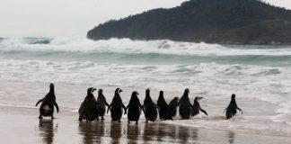 Pinguins-de-Magalhães são soltos em Florianópolis - 13 animais na beira do mar com ilha ao fundo