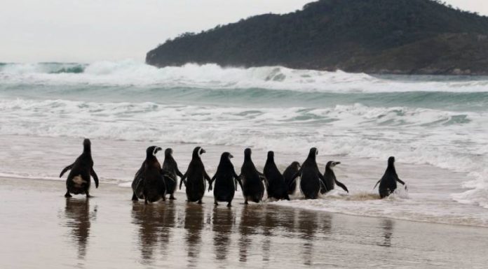 Pinguins-de-Magalhães são soltos em Florianópolis - 13 animais na beira do mar com ilha ao fundo