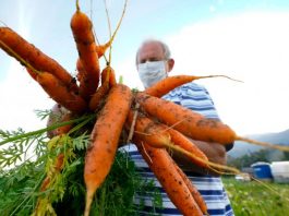 agricultor usando máscara segura um monte de cenouras - Santa Catarina terá Política Estadual de Agroecologia e Produção Orgânica