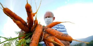 agricultor usando máscara segura um monte de cenouras - Santa Catarina terá Política Estadual de Agroecologia e Produção Orgânica