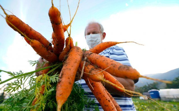 agricultor usando máscara segura um monte de cenouras - Santa Catarina terá Política Estadual de Agroecologia e Produção Orgânica