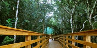 Foto da trilha ecológica no parque estadual do rio vermelho, com um caminho de madeira e árvores em volta.