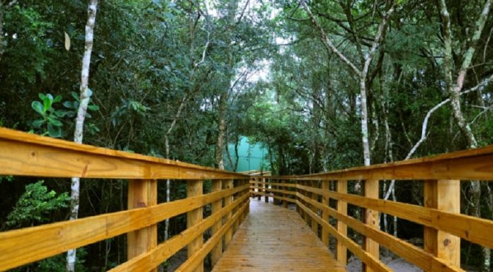 Foto da trilha ecológica no parque estadual do rio vermelho, com um caminho de madeira e árvores em volta.