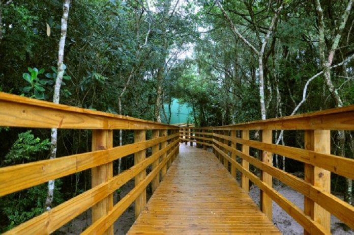 Foto da trilha ecológica no parque estadual do rio vermelho, com um caminho de madeira e árvores em volta.