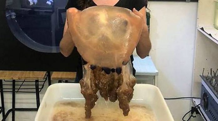 Pesquisadores capturam exemplar raro de água-viva gigante