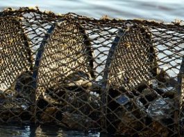Toxina no mar prolonga suspensão de moluscos em SC arapuca no mar em áreas de cultivo de moluscos - ostras, mariscos e mexilhões