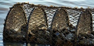 arapuca no mar em áreas de cultivo de moluscos - ostras, mariscos e mexilhões