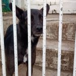 cachorro visto atrás de portão - censo animal em são josé