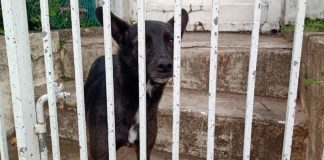 cachorro visto atrás de portão - censo animal em são josé