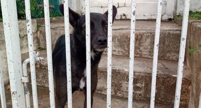 cachorro visto atrás de portão - censo animal em são josé