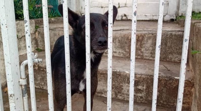 cachorro visto atrás de portão - censo animal em são josé