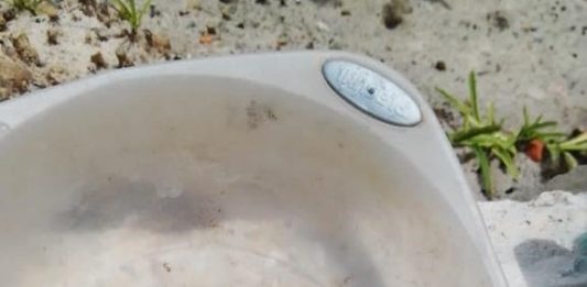 110 focos do mosquito Aedes encontrados nos Ingleses