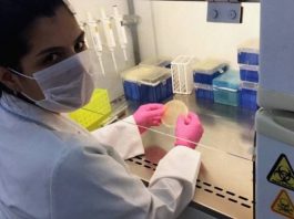 Enquanto BR corta 87% da verba pública para ciência, SC dobra investimentos pesquisadora olha para a câmera usando máscara e manipulando colônia dentro de autoclave - investimentos em ciência e pesquisa em sc