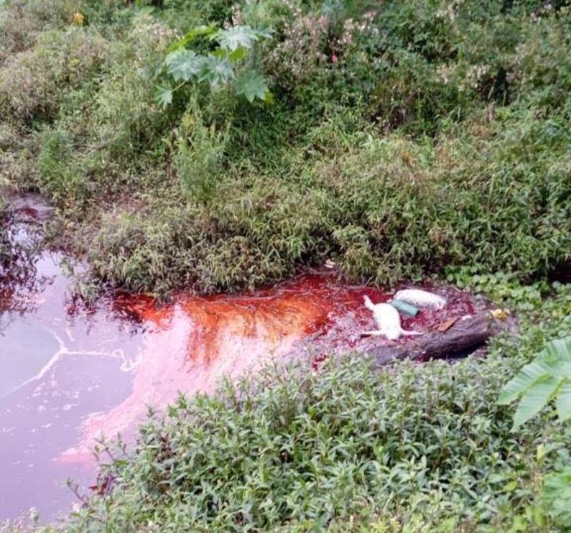 animais caídos na margem do rio e sangue deixando água vermelha - Jacarés são mortos em córrego no Itacorubi, em Florianópolis