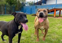 dois pitbulls alegres com as línguas de fora em pátio da dibea para adoção em florianópolis