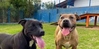 dois pitbulls alegres com as línguas de fora em pátio da dibea para adoção em florianópolis