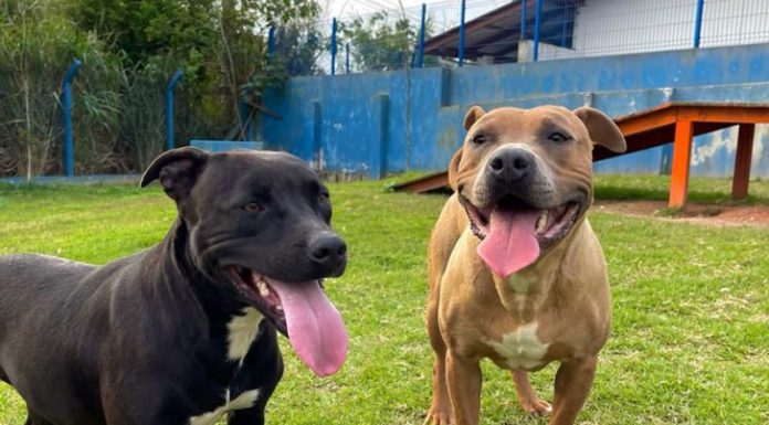 dois pitbulls alegres com as línguas de fora em pátio da dibea para adoção em florianópolis