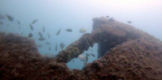 Limpeza dos Mares recupera criadouro natural de peixes na Ilha das Galés