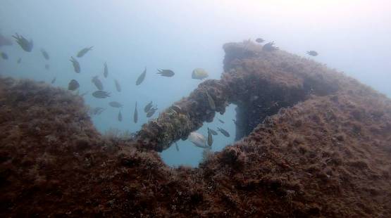 Limpeza dos Mares recupera criadouro natural de peixes na Ilha das Galés