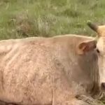 Vaca e bezerro debilitados são resgatados em Ingleses