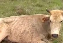 Vaca e bezerro debilitados são resgatados em Ingleses