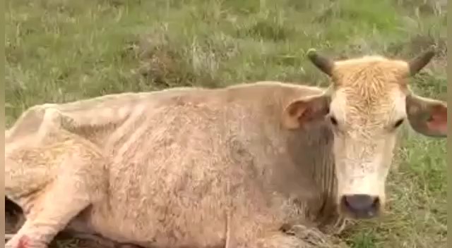 Vaca e bezerro debilitados são resgatados em Ingleses
