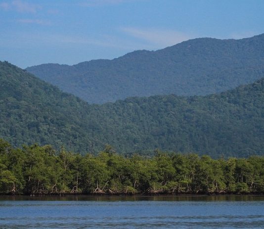 morros cobertos por florestas da mata atlântica próximos a mangue na beira do mar