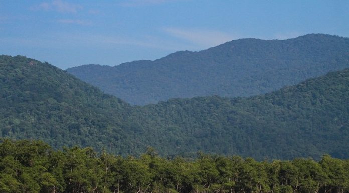 morros cobertos por florestas da mata atlântica próximos a mangue na beira do mar