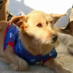 adoção de animais na dibea de florianópolis por moradores de outras cidades autorizada pela câmara