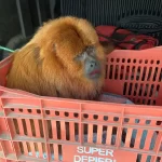 macaco bugio dentro de caixa de plástico após ser resgatado
