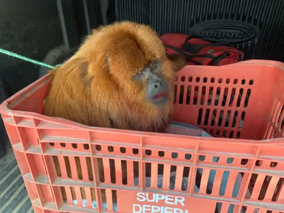 macaco bugio dentro de caixa de plástico após ser resgatado