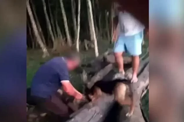 homens em cima de tronco com cachorro tentam caçar lagarto