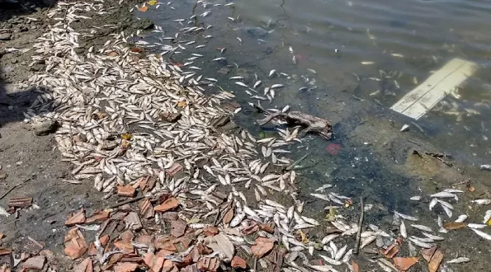 mortandade de peixes majubas no rio imaruim