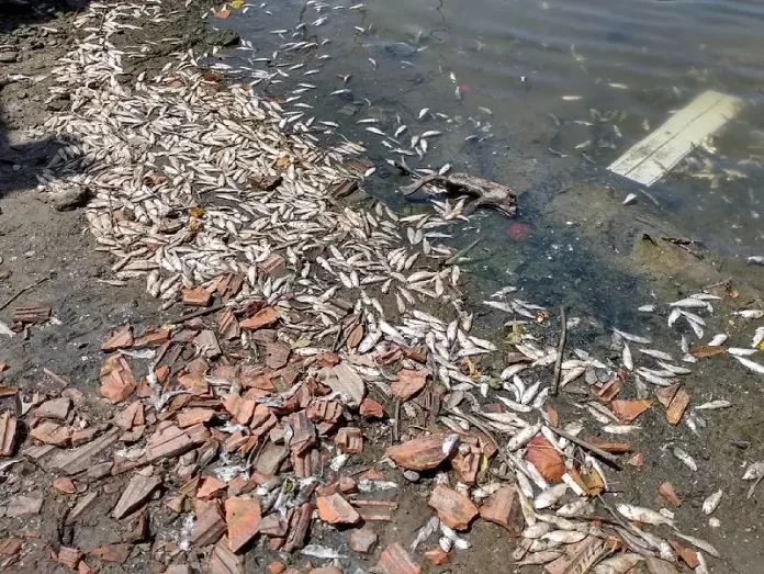 mortandade de peixes majubas no rio imaruim