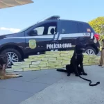 Cães da Polícia Civil encontram 90 quilos de maconha na rodoviária Rita Maria