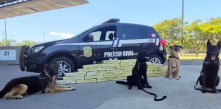 Cães da Polícia Civil encontram 90 quilos de maconha na rodoviária Rita Maria