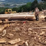 Corte de 150 araucárias mostra como novo código ambiental vai desproteger ambiente