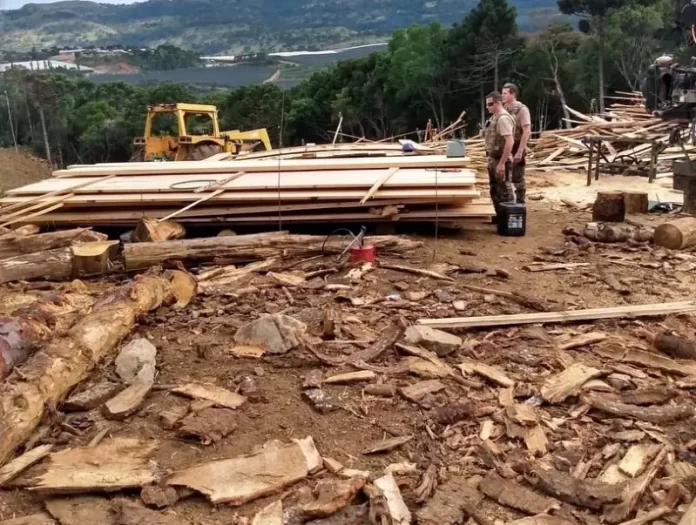 Corte de 150 araucárias mostra como novo código ambiental vai desproteger ambiente