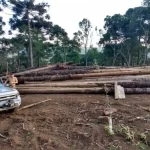 flagrante de supressão de vegetação nativa em santa catarina - crime ambiental