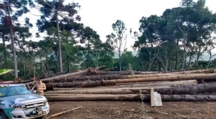 flagrante de supressão de vegetação nativa em santa catarina - crime ambiental